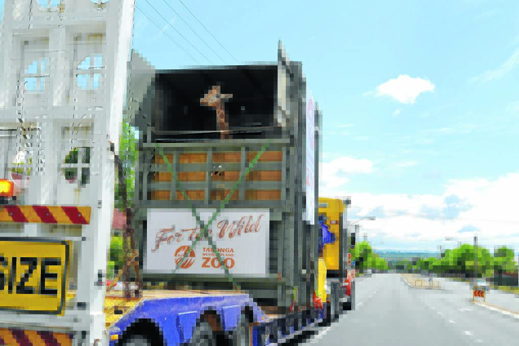 LOOK, UP HERE: Two-year-old giraffe Kitoto peers out of her custom-made crate as she travels through Bathurst yesterday morning on the way to Taronga Zoo in Sydney. Photo: BRIAN WOOD 110812zoo4