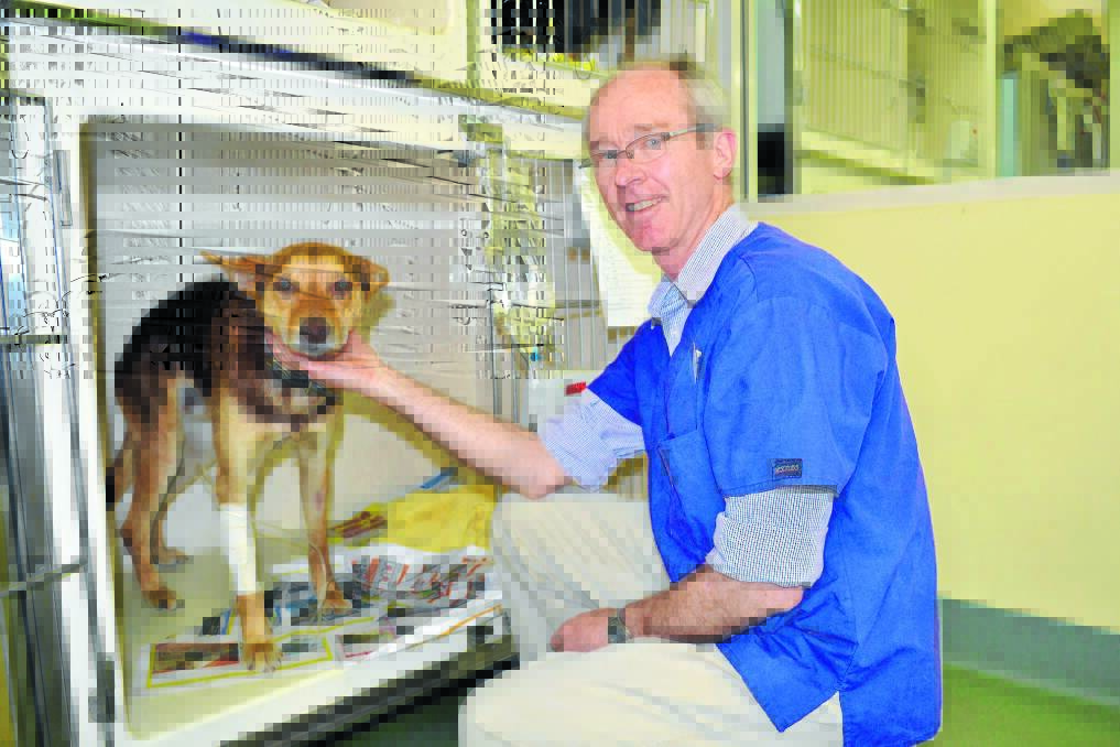 LUCKY DOG: Axle is one very lucky pooch thanks to Ewald Jooste and the team at the Stewart Street Veterinary Hospital after being saved following a snake bite on Monday. Photo: BRIAN WOOD 111312snake