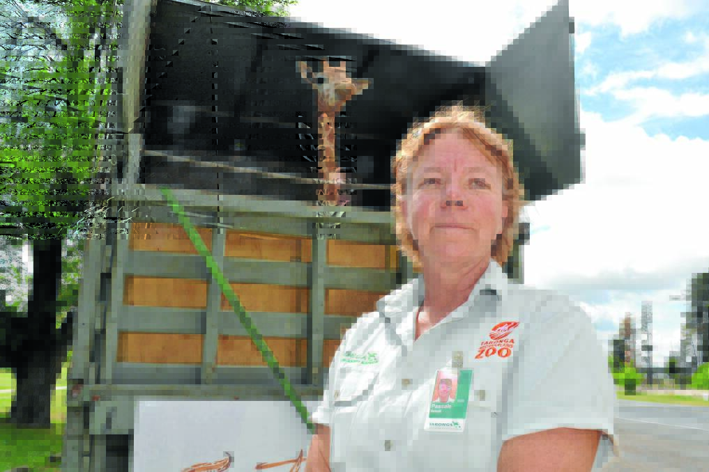 PRECIOUS CARGO: Giraffe keeper Pascale Benoit escorted baby Kitoto from Taronga Western Plains Zoo to a new home by the harbour in Sydney. Photo: BRIAN WOOD 110812zoo6