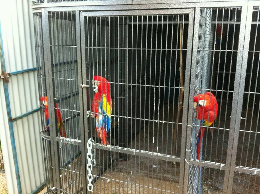 BIRDS OF A FEATHER: Police have seized 13 rare and exotic birds worth an estimated $300,000 following a raid on a home in Bathurst last Friday.	 091312birds1