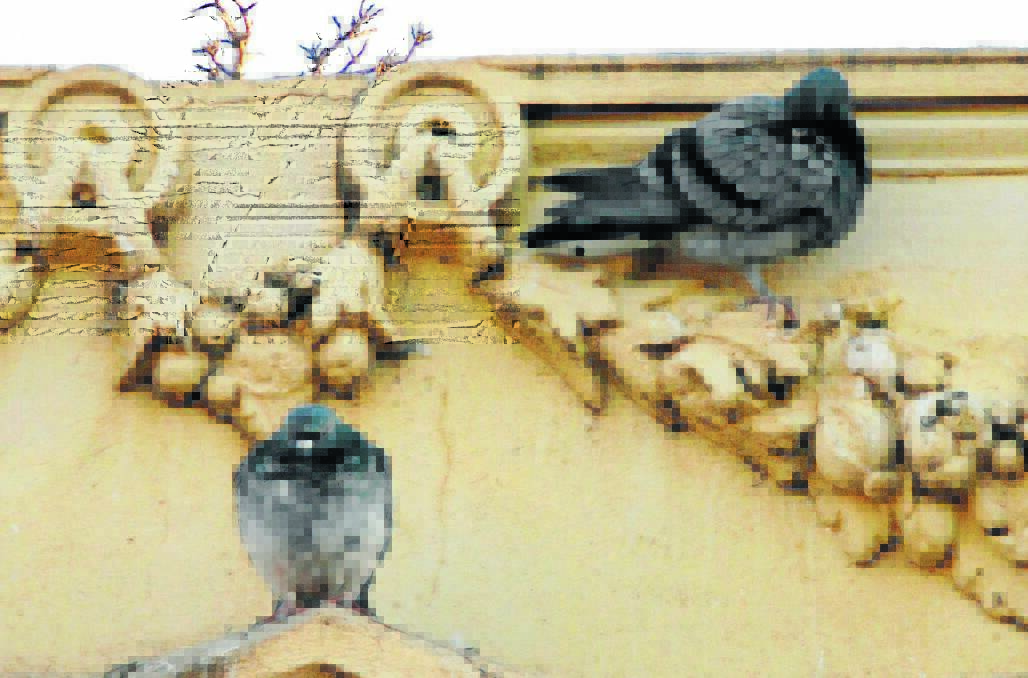 PESTS: Pigeons are at the centre of a pesky problem throughout the Bathurst CBD.