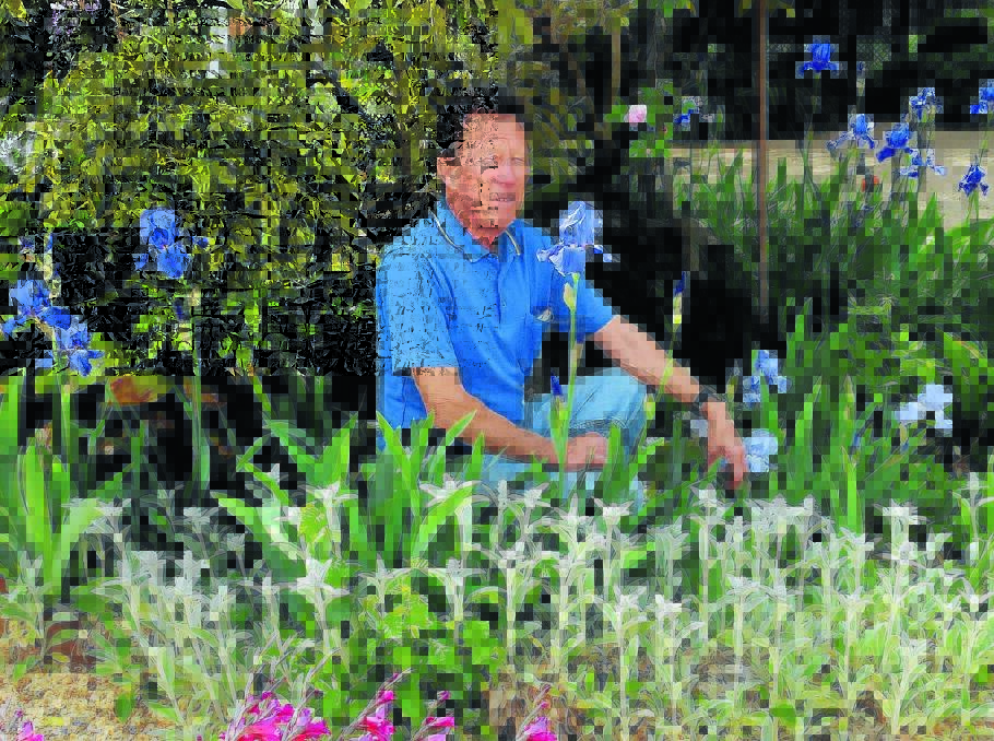 IN BLOOM: Peter Varman puts the final touches on Miss Traill’s House and Garden ahead of the annual Bathurst Spring Spectacular, which begins today. Photo: PHILL MURRAY 102612pgarden2