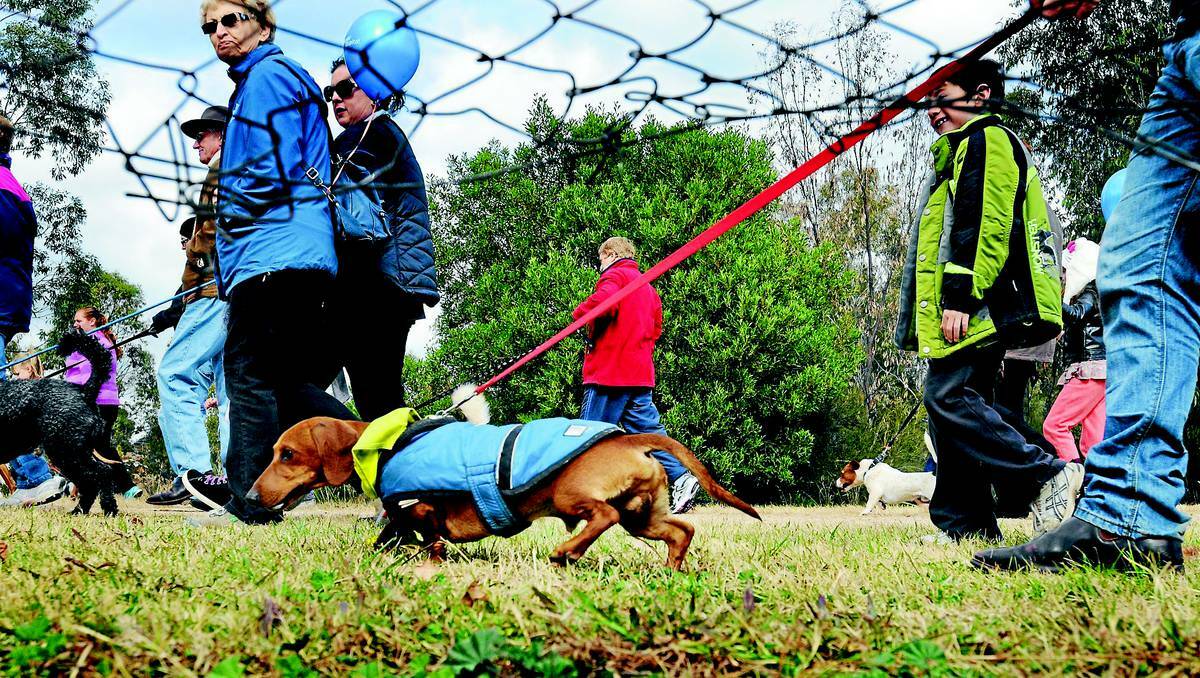 ORANGE: Participants in Sunday's Million Paws Walk helped to lift the profile of the RSPCA in Orange. Photos: STEVE GOSCH 0519pawsnews6, 1