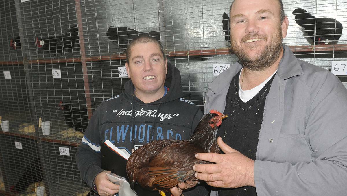BATHURST: Steward Daniel Higgins and judge Robert Scott holding a Rhode Island red bantam at the 10th anniversary all breeds show hosted by the Bathurst and Districts Poultry Society on Sunday. Photo: CHRIS SEABROOK 060913cpultry2