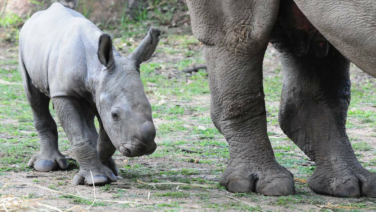 DUBBO: Taronga Western Plains Zoo's newest baby rhino calf with mum Mopani. PHOTOS: LOUISE DONGES