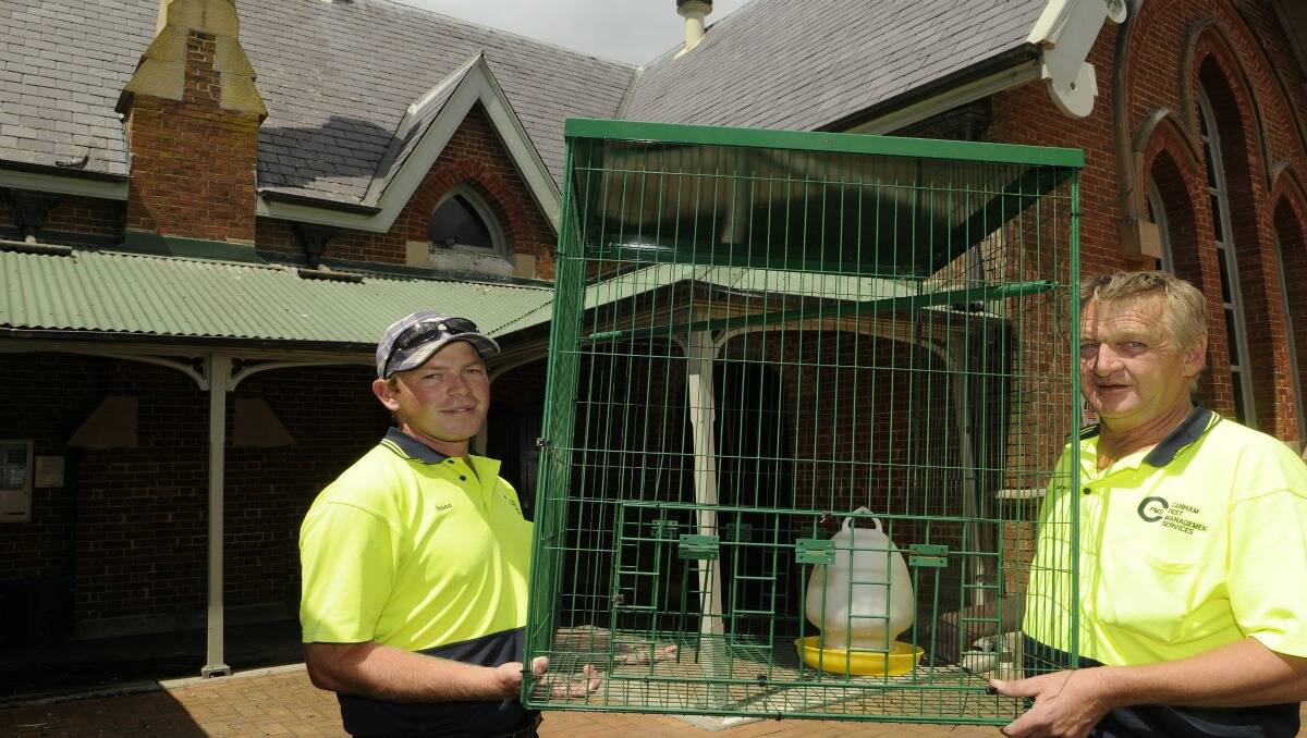Isaac Canham and Barry Anderson of Canham Pest Management Services get ready to install one of the pigeon traps at the Australian Fossil and Mineral Museum. Photo: PHILL MURRAY 
