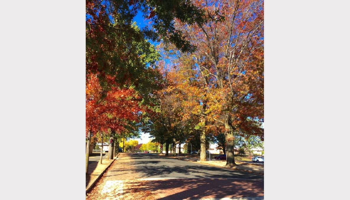 Beautiful Autumn leaves on Hill Street, Warrendine on April 9. Photo: Contributed via the Central Western Daily iPhone app.