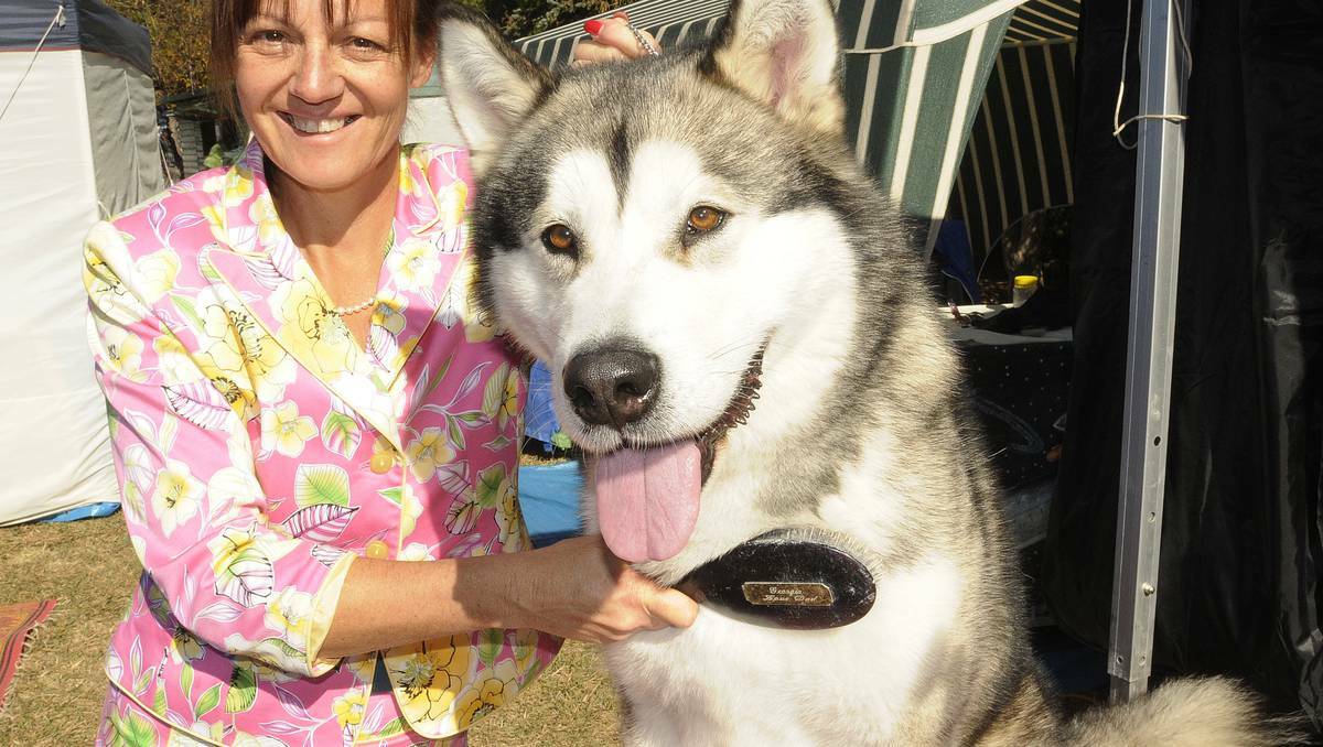  BATHURST: Lyne Browning of Canberra with Hazyman, a four-year-old Alaskan Malamute. He won Best in Breed, Malamute and Best Australian Bred in the Utility Group at Bathurst's All Breeds Championship last weekend. Photo: CHRIS SEABROOK 051213cdogs1