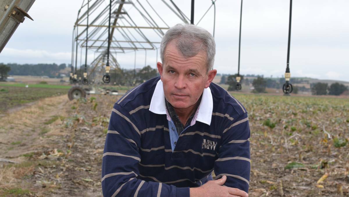 BATHURST:  Local market gardener Michael Cook says he will have to stop growing corn if Simplot closes its Bathurst processing plant.	060613cook2