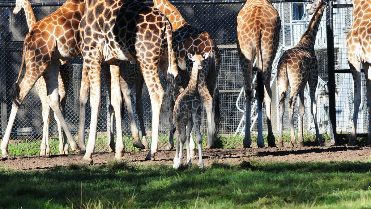 DUBBO: Father-and-son bonding went awry on Monday when a male giraffe calf born at Taronga Western Plains Zoo fell onto an electric fence.