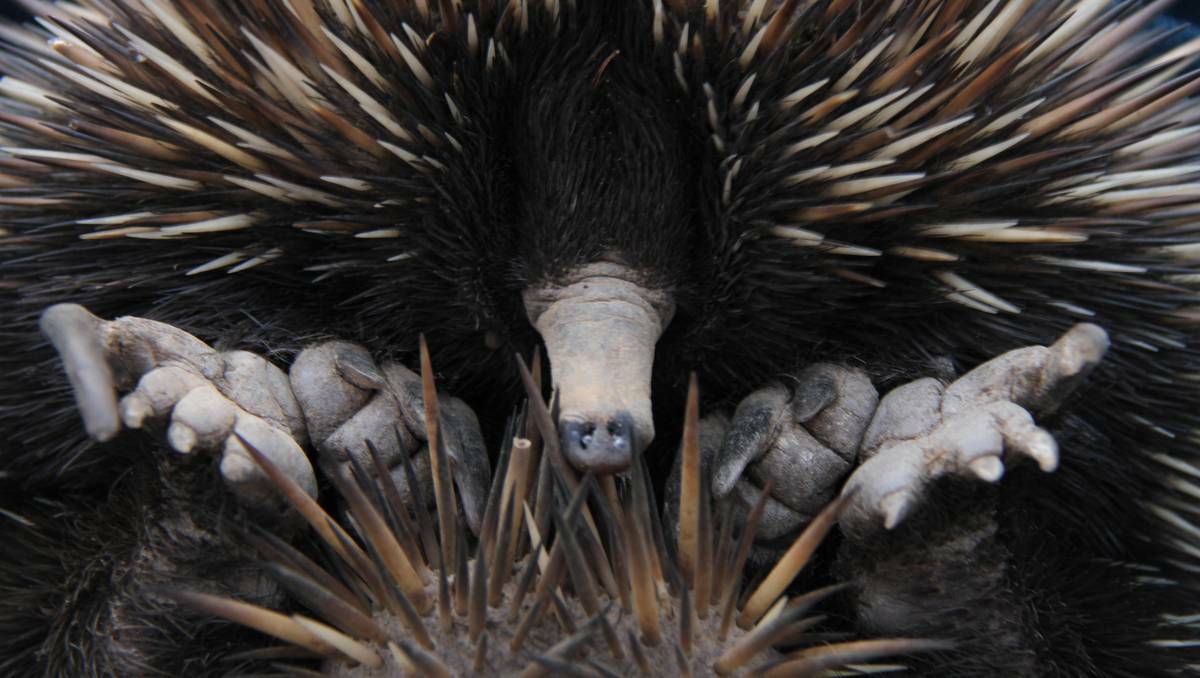 WELLINGTON: This echidna was found on the outskirts of Wellington and wasn't too happy to be moved off the road. 