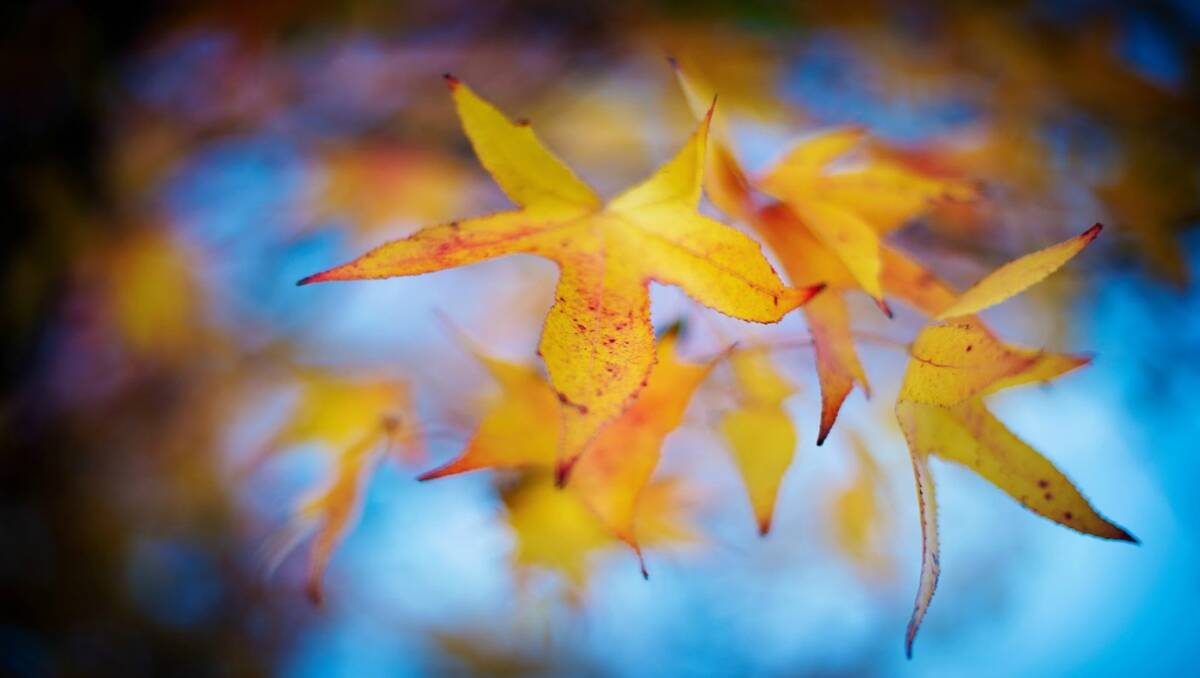 Beautiful Autumn leaves. Photo: Sony Jacob via the Daily Liberal iPhone app.