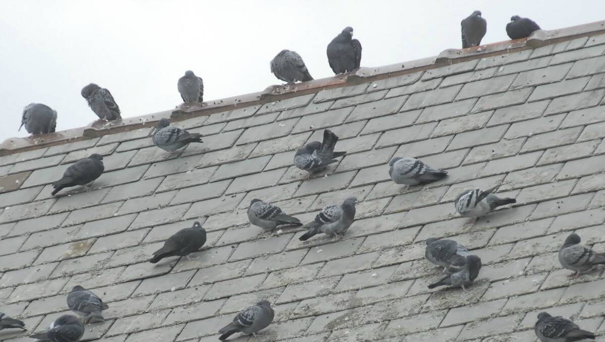 Bathurst Regional Council has shot and gassed more than 1000 pigeons since starting its pest bird eradication program earlier this year. File photo. 