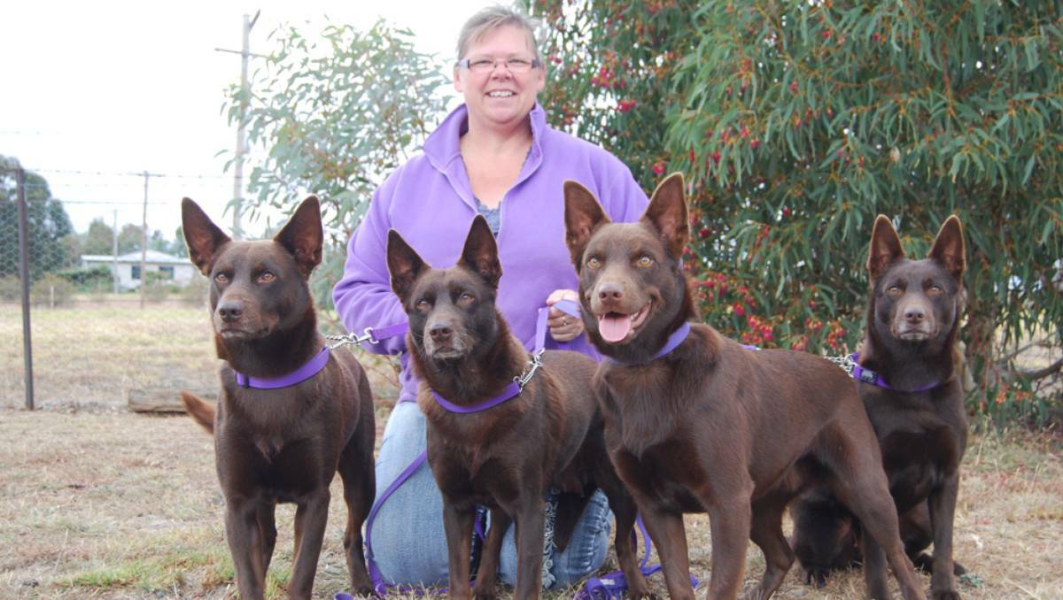COWRA: Made in Australia and loved world wid - Three generations of Kelpies; Jasper, Phoenix, Warren and Lani with owner Lee-Anne Symonds. Nine-year-old Phoenix is mother to Jasper and grandmother to Warren.