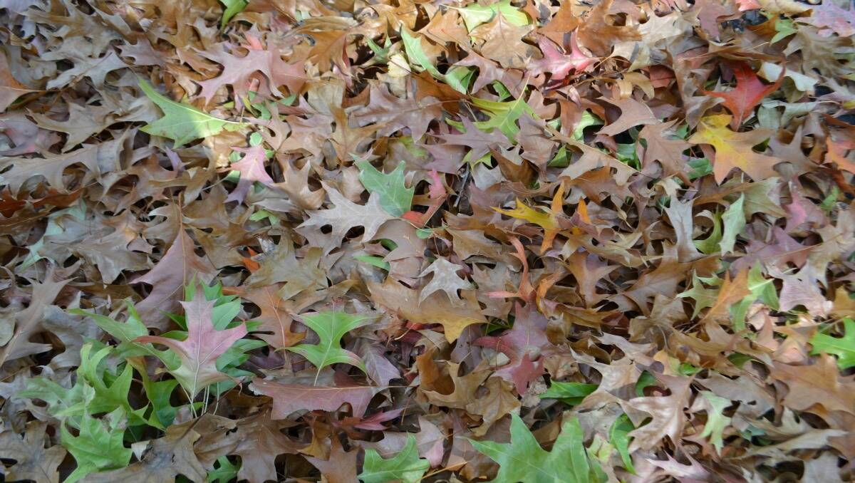 Lovely Autumn leaves. Photo: MARGARET PATON 