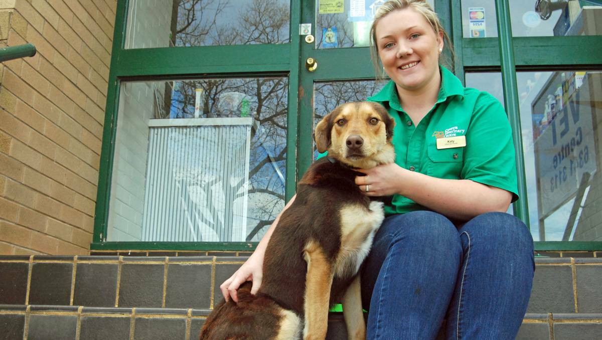 COWRA: Cowra Veterinary Centre vet nurse Katy Crossley with Kelpie Hunteraway cross, 'VB' encouraged all dog owners to ensure their pet's vaccinations are up to date.
