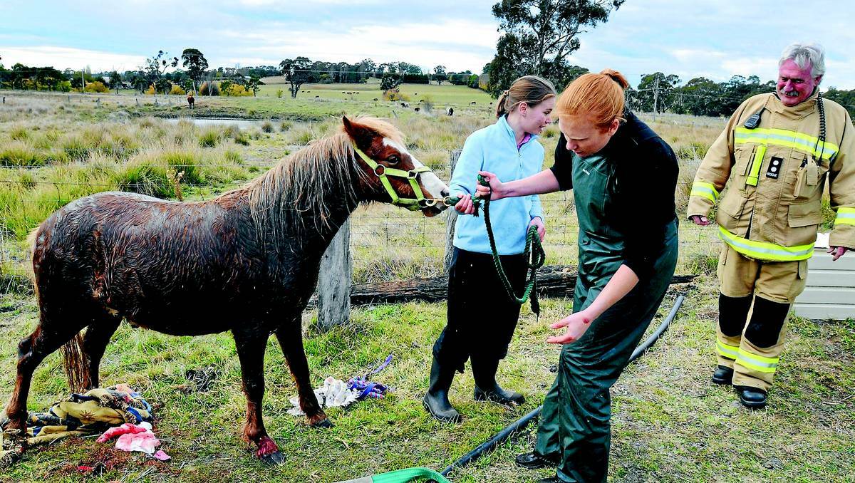 ORANGE:Veterinary surgeon Kate Burnheim checks Fuzz’s gait while his owner Stephanie Danis and Orange Fire and Rescue station officer Chris Saunders look on. 0521sgpony5