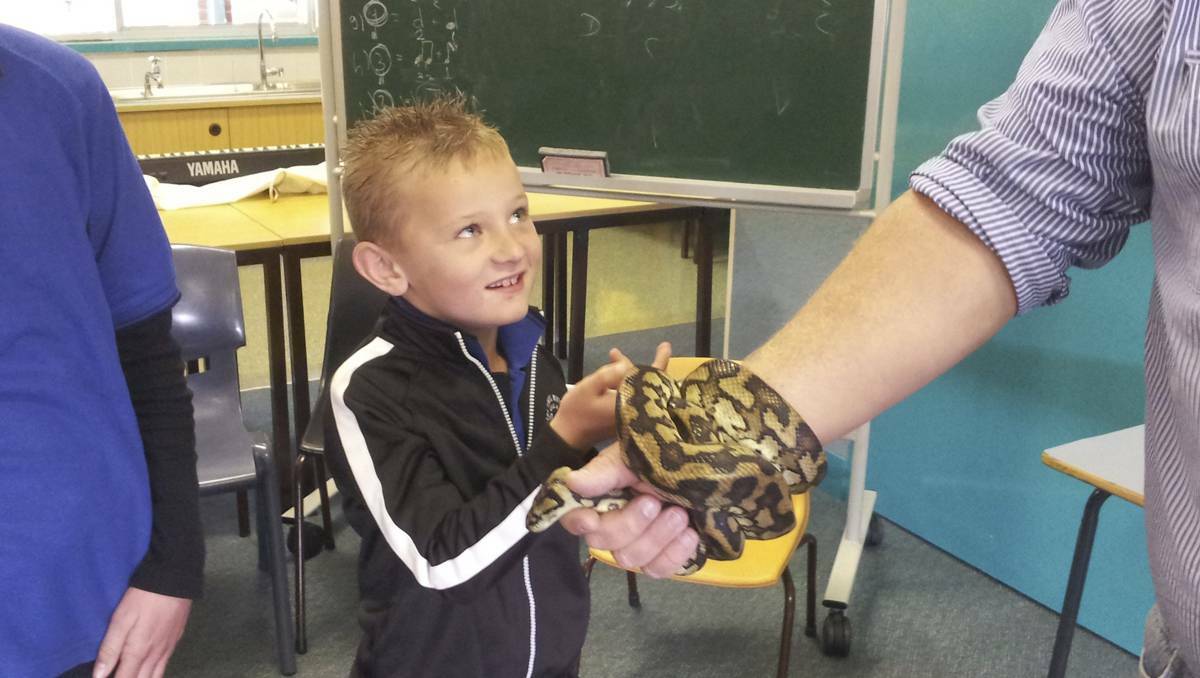 LITHGOW:  Kaidyn Whittaker giving a python a pat