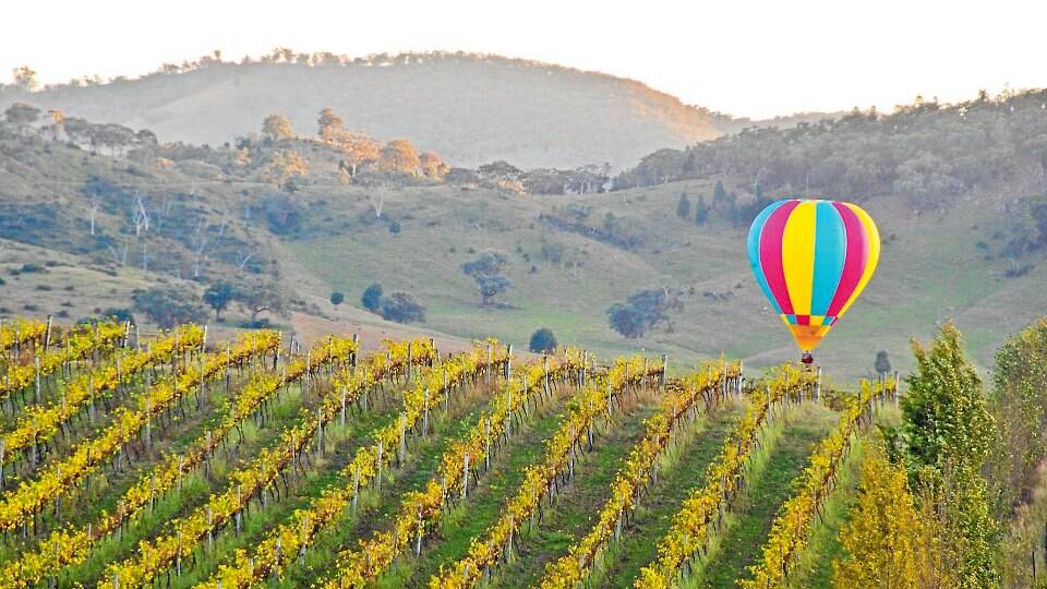 A hot air balloon floating over the Mudgee vineyards. Photo: Heather Rushton