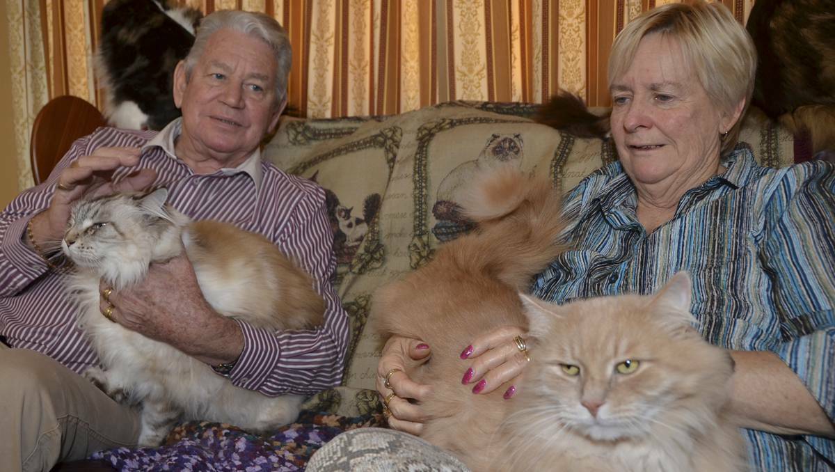 LITHGOW:From Wallerawang to Wolverince, Dick and Sue Wye with some of their cats including Sebby on Sue’s lap whol will appear in the new Wolverine film. lm062713cat