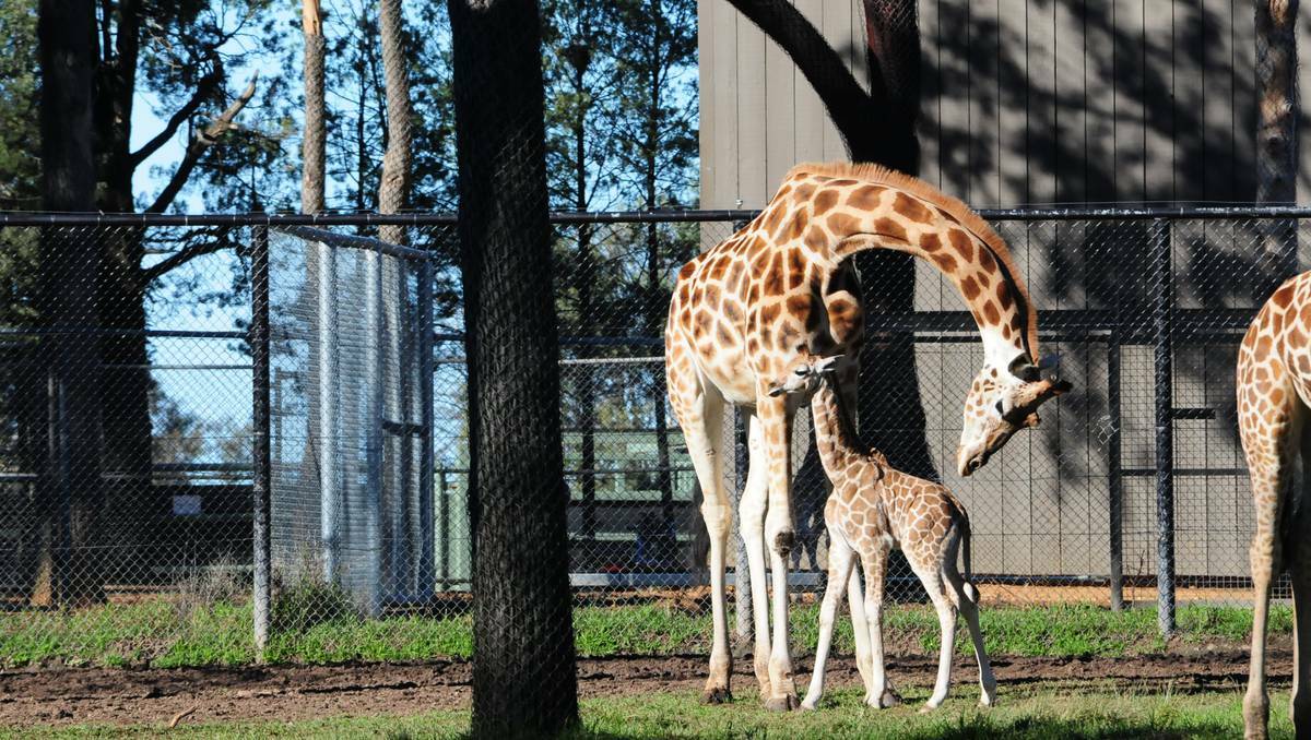 DUBBO: Father-and-son bonding went awry on Monday when a male giraffe calf born at Taronga Western Plains Zoo fell onto an electric fence.