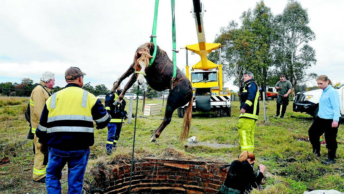 ORANGE: Veterinary surgeon Kate Burnheim from Orange Veterinary Hospital climbed into the bottom of the well to treat Welsh pony Fuzz on Tuesday morning after he fell down a well on a Cadia Road property on Monday night. Photos: STEVE GOSCH 0521sgpony1