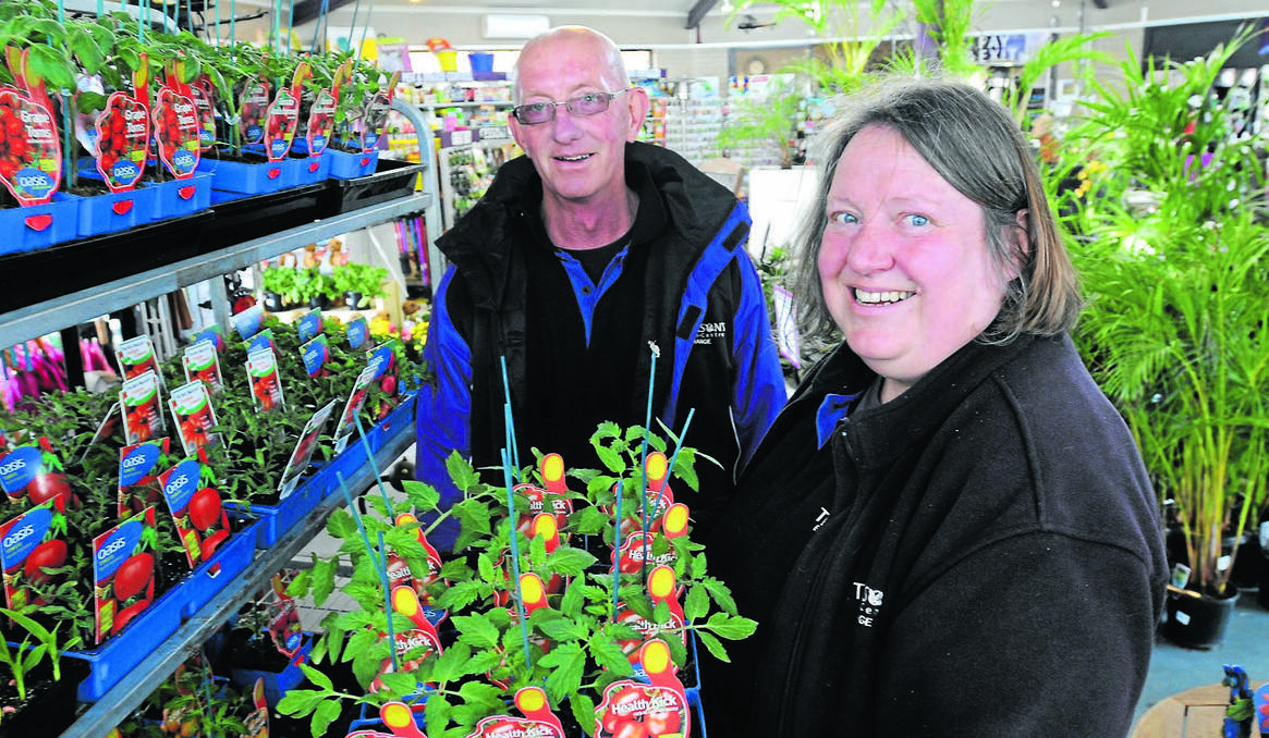 ORANGE: Thomson’s Garden Centre horticulturists Bob Waters and Mary Ann Mein say this week’s predicted warm weather is a great time to get busy in the garden. Photo: STEVE GOSCH 0826sgweather