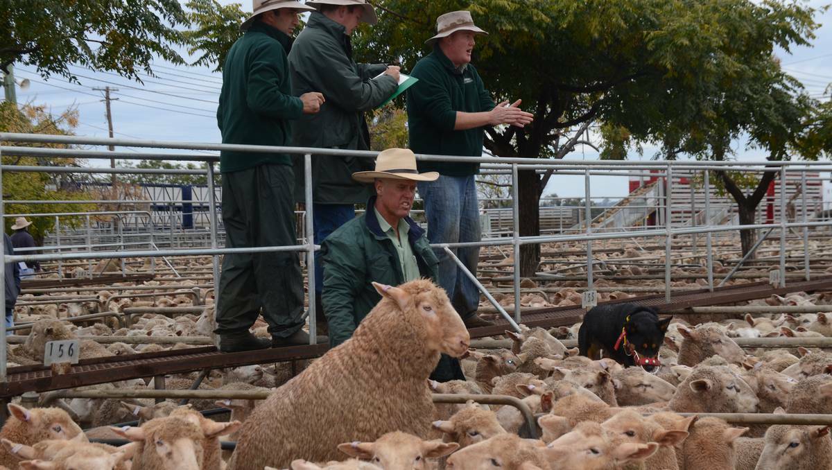 DUBBO: Prices for well finished lambs continued to surge at Dubbo on MOnday with the top-priced pen selling at $169 a head. Pictured: Ashley McGilchrist of Landmark Narromine, Steve Gay, livestock manager at Dubbo, auctioneer Marcus Bruce of Landmark Dubbo and (in pen) John Francis of Landmark Dubbo. Photo: GRACE RYAN