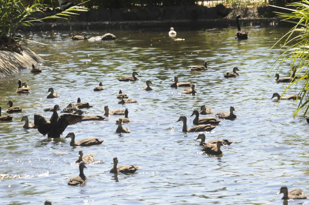Machcattie Park Swans with cygnets.Photos :CHRIS SEABROOK