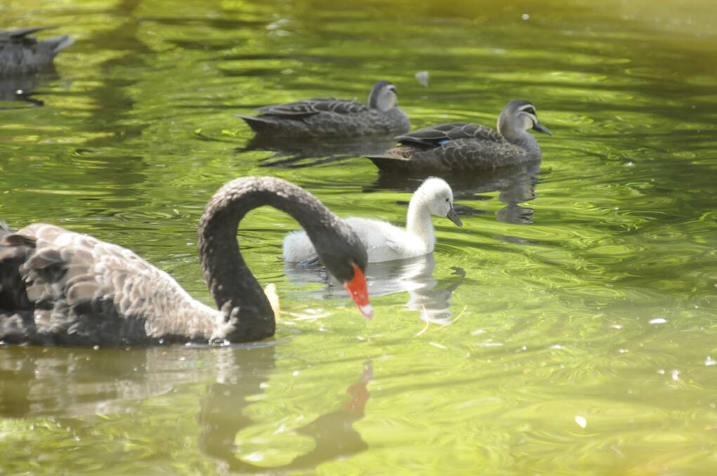 Machcattie Park Swans with cygnets.Photos :CHRIS SEABROOK