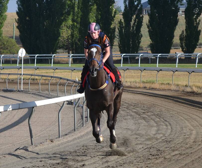 BRIGHT START: Co-owner Catriona Cohen rides Sonny Joe in track work at Tyers Park. The track was the scene of his first career win on Saturday. Photo: ANYA WHITELAW 	121812ysonny2