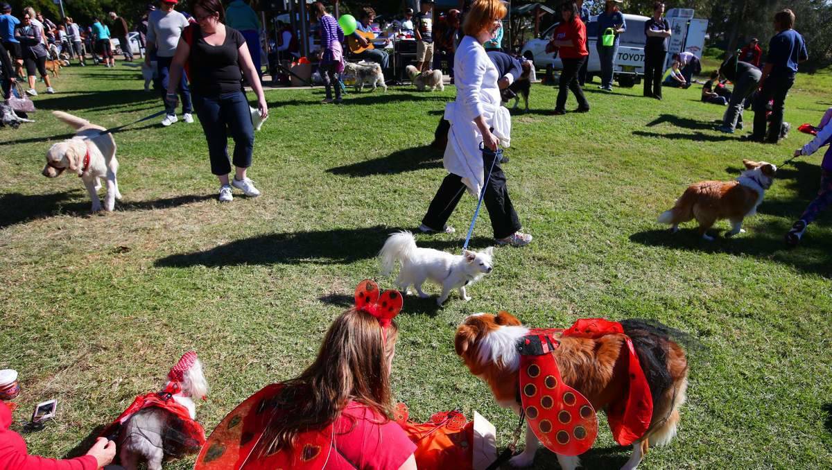 Reagan Capon, of East Maitland, and her Red Border Collie, Chelsea, watch the competitions. Picture: Peter Stoop