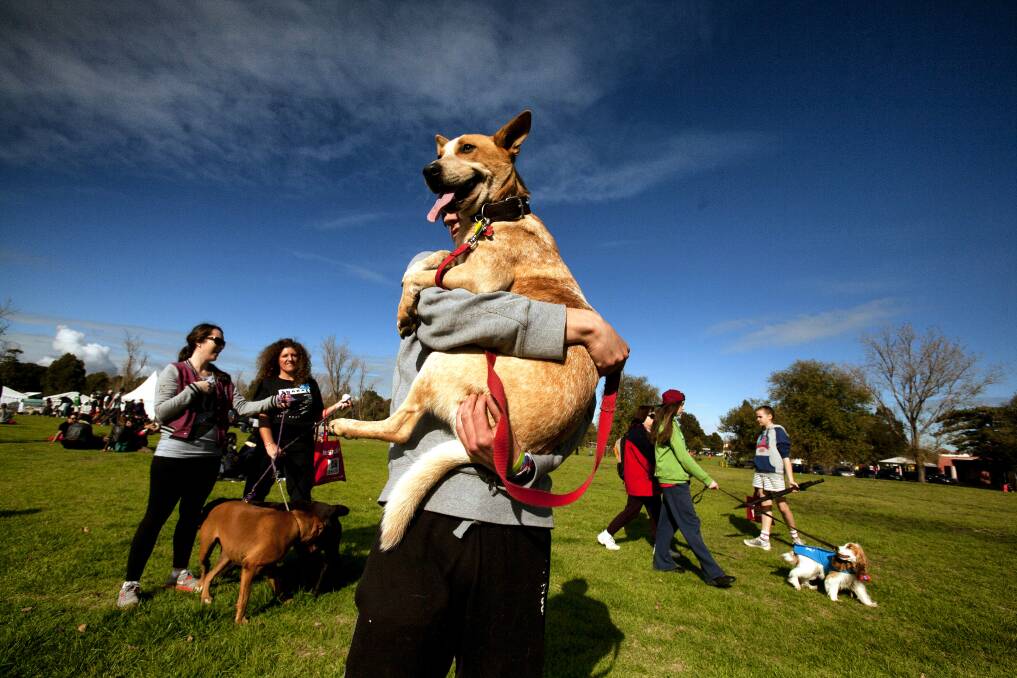 Kassey Johnstone with his dog Red taking part in the RSPCA Million Paws Walk around Albert Park Lake in Melbourne. Photo: The Age/Luis Enrique Ascui