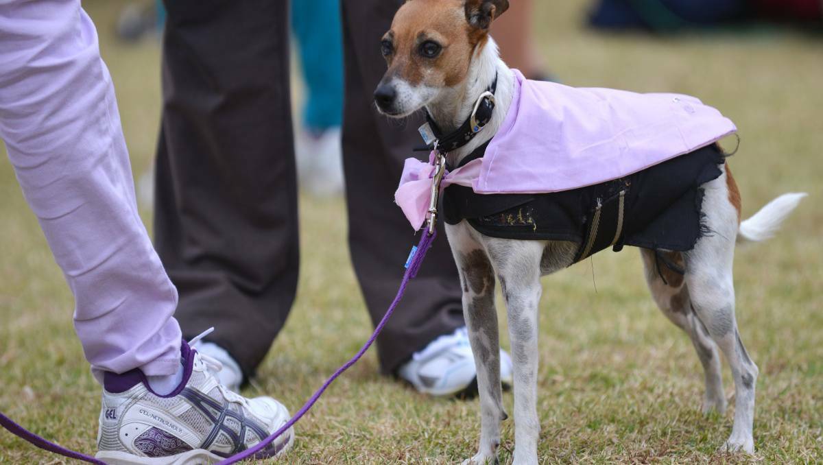 Tamworth dog owners congregated for their Million Paws Walk. Photo: Barry Smith