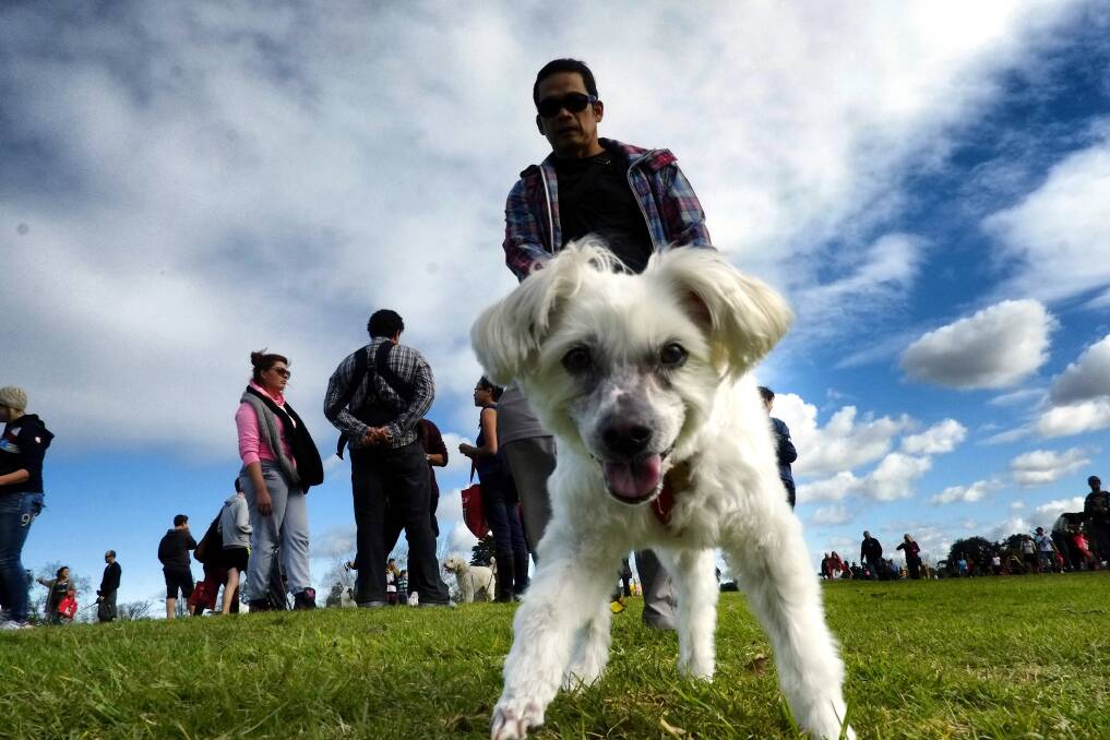 People taking part on the RSPCA Million Paws Walk around Albert Park Lake in Melbourne. Photo: The Age/Luis Enrique Ascui