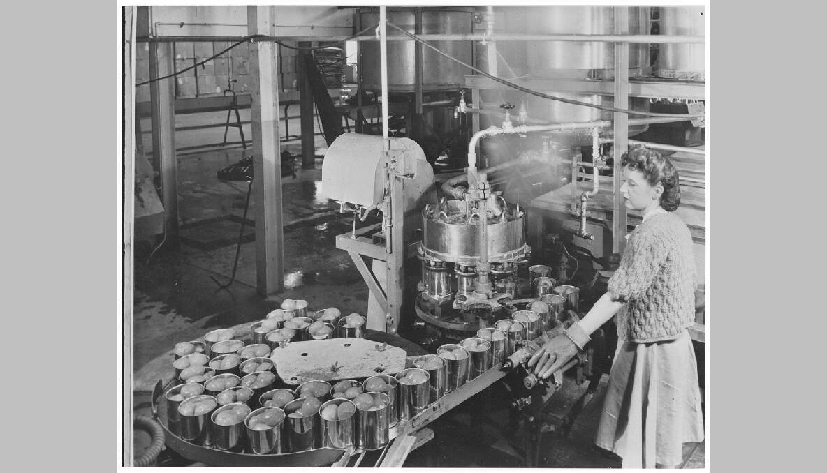 Canning tomatoes, Gordon Edgell and Sons, 1953. Photo: The National Archives of Australia