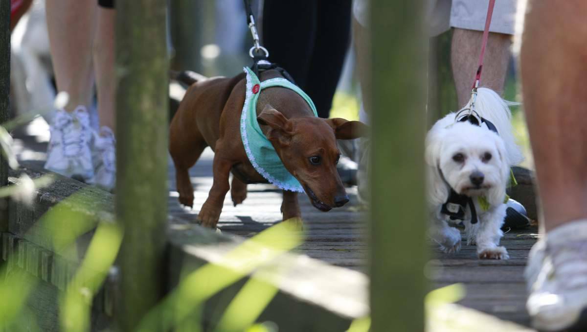 The RSPCA Million Paws Walk at Morpeth. Picture: Peter Stoop