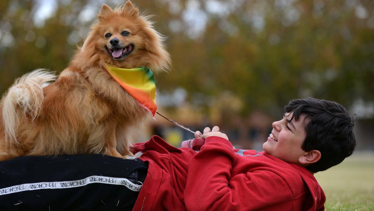 Tamworth dog owners congregated for their Million Paws Walk. Photo: Barry Smith