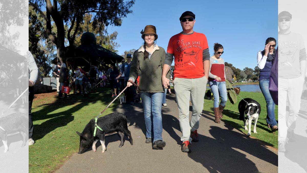 Naomi and Scott Brown with their pet Welsh Tamworth pig Tilly Bean at the Bendigo Million Paws Walk. Picture: Julie Hough