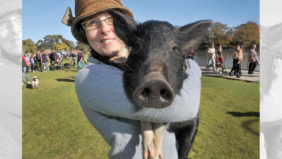 Naomi Brown joined the Bendigo walk with her pet Welsh Tamworth pig Tilly Bean. Picture: Julie Hough
