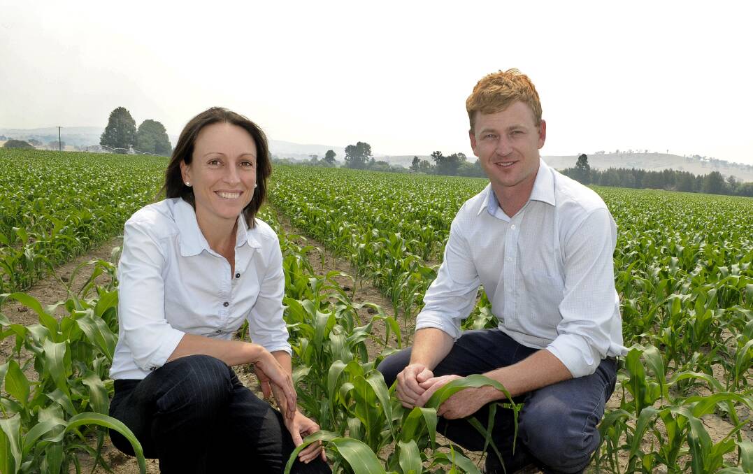 RIGHT NUMBER: Grain broker Tom Roberts and Igrain operations manager Tracey Carolan in a local corn field, having achieved the milestone of sales of one million tonnes since they kicked off in 2009. 010714cgrain