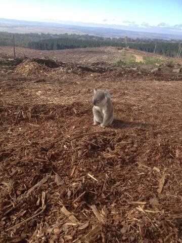 HEART-BREAKING: A dazed and confused koala photographed on a former pine plantation outside Bathurst. Photo: LOUISE O'BRIEN