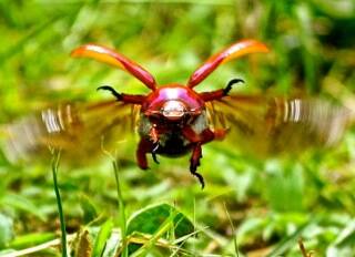 CLOSE-UP: A Christmas beetle take flight in a Bathurst backyard. Photo: CHRISTOPHER BERGEN