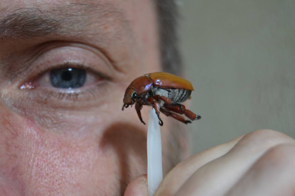 BEETLEMANIA: Ecologist Ray Mjadwesch and a Christmas beetle, now out in force across the Bathurst region. Photo: BRIAN WOOD	   010114bwbeetle