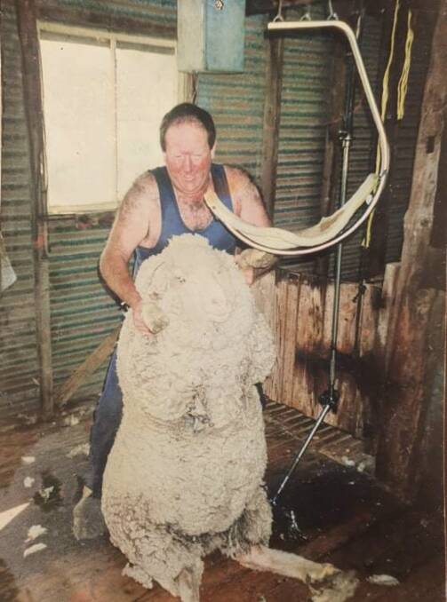 REMEMBERED: The late Artie Ryan, shearing a "pine wether", has been honoured with a memorial event that will be held during the Oberon Quickshear.