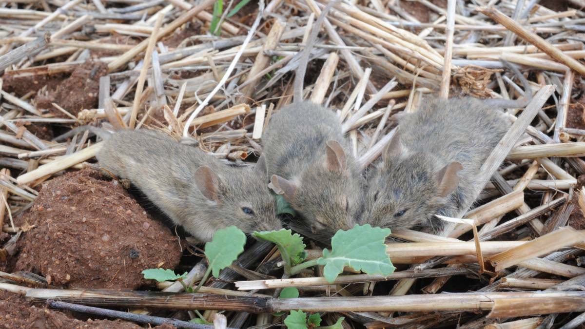 Widespread agricultural treatment of mice is done using zinc phosphide. Picture: The Land