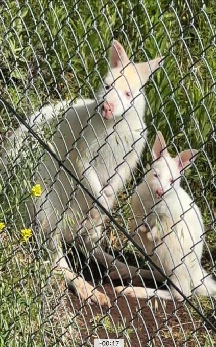 Mount Panorama's latest addition, an albino wallaroo joey. Picture supplied by Ben Fry