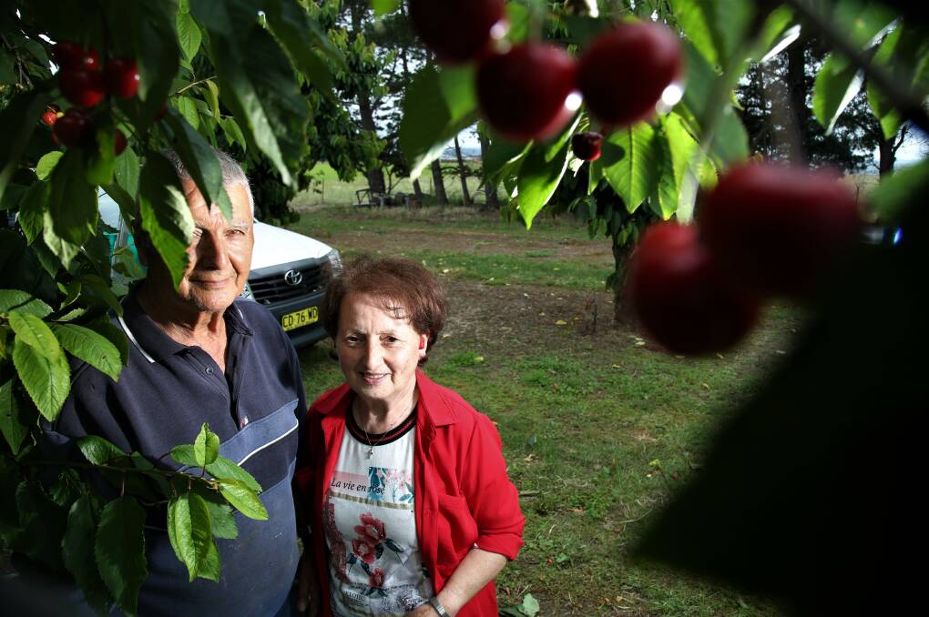 CHERRY RIPE: George and Marietta Khoury picking their cherries a little later than usual this year. Photo: PHIL BLATCH.