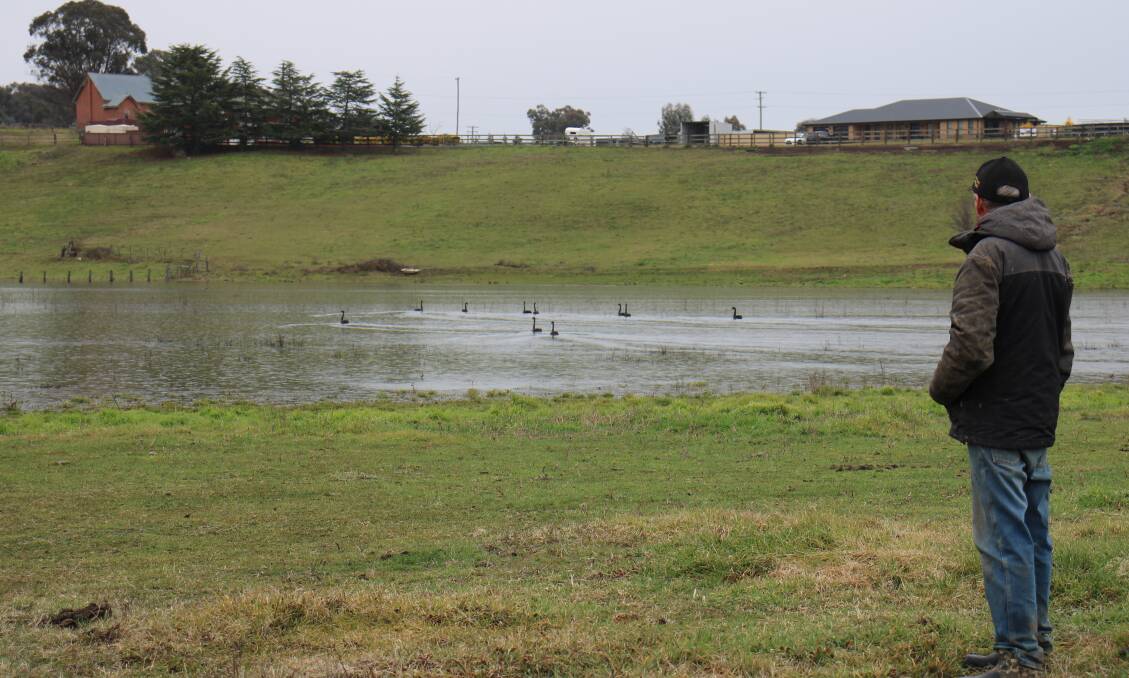 WILDLIFE: Steve Turnbull says black swans have returned to the full lagoon.