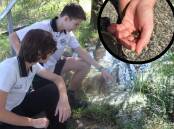 Kelso High Year 9 science students Sebastian Winterswijk and Blake Evans excited after finding a critically endangered frog during an excursion in April 2024. Picture by Amy Rees, insert by Kelso High Campus 
